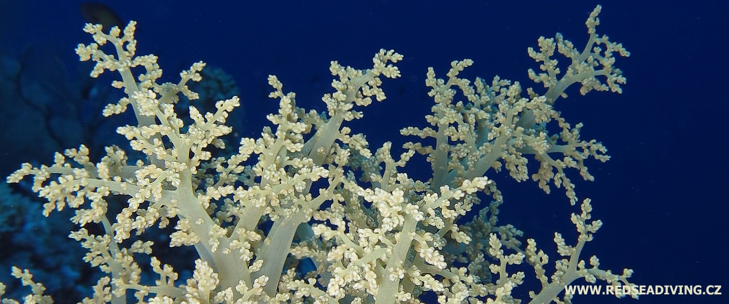 Brokolicové koráli laločníci Litophyton