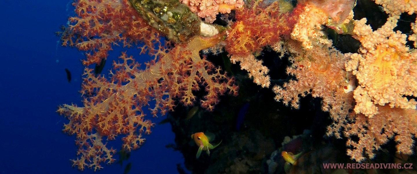 Měkké koráli laločníci Dendronephthya